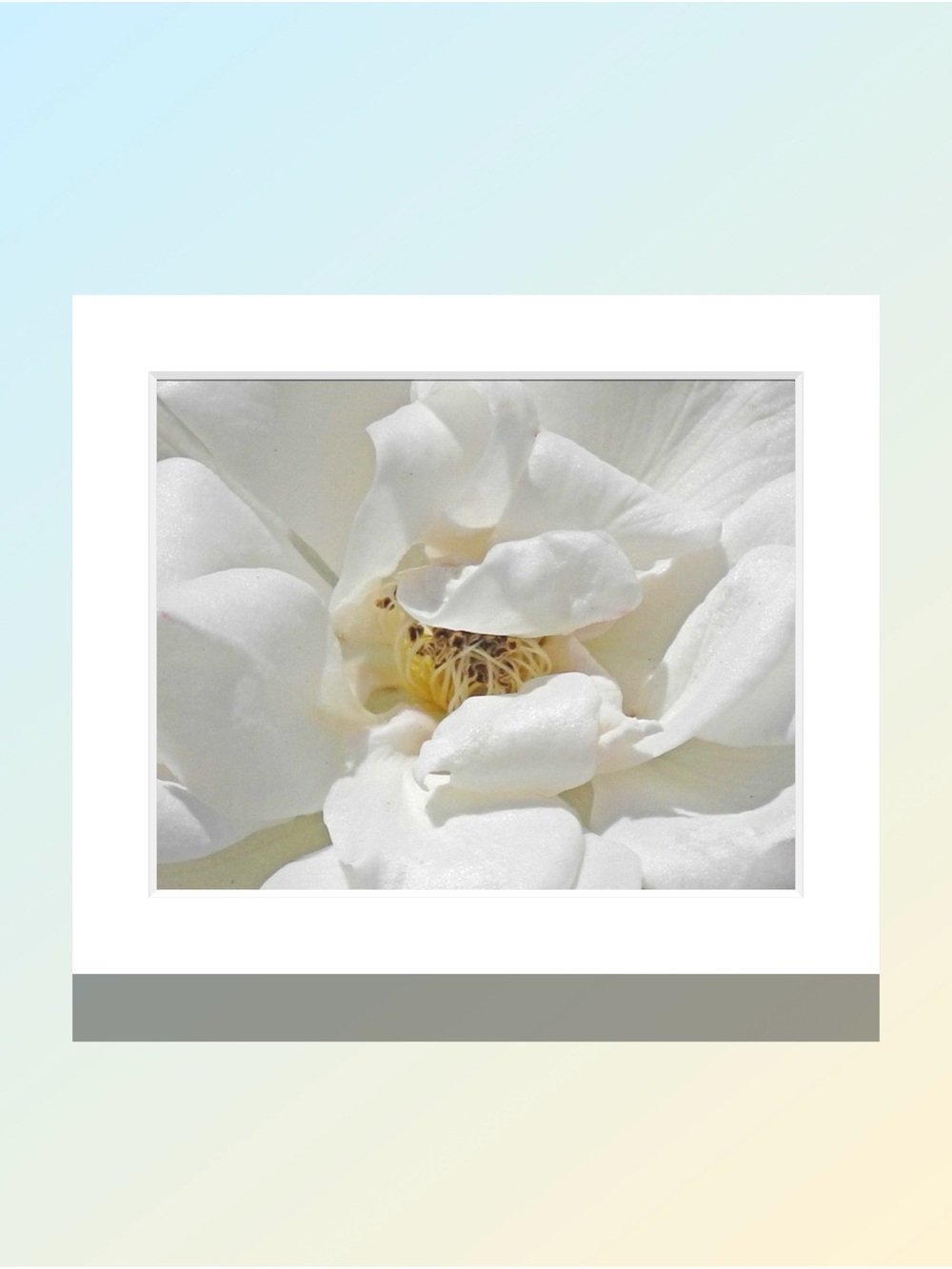 Matted White Floral Close-Up Wall Art Print - by Joy M Holder